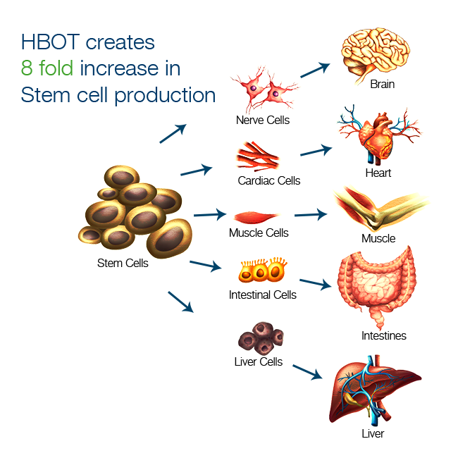 HBOT Creates a 8 fold Stem Cell Production